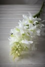 Mr Plant - Tuberose, 90cm thumbnail