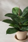 Mr Plant - Fikus Robusta, 35cm thumbnail
