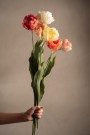 Mr Plant - Tulipan Gul, 67cm thumbnail