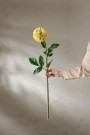 Mr Plant - Dahlia, 90cm thumbnail
