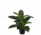 Mr Plant - Fikus Robusta, 35cm thumbnail