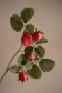 Mr Plant - Jordbærkvist, 50cm thumbnail