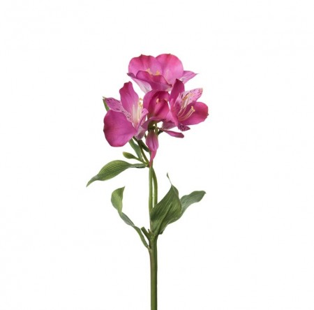 Mr Plant - Alstromeria Rosa, 34cm