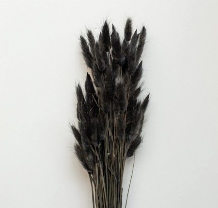 Cooee Design - Dried Flowers Lagurus Svart