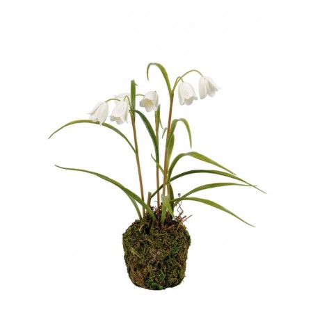 Mr Plant - Rutelilje Hvit, 25cm