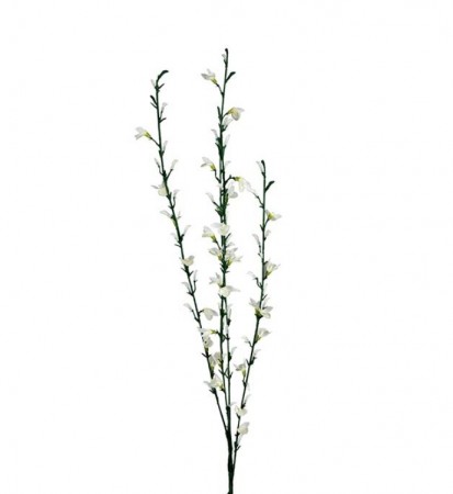 Mr Plant - Ginst Hvit, 80cm