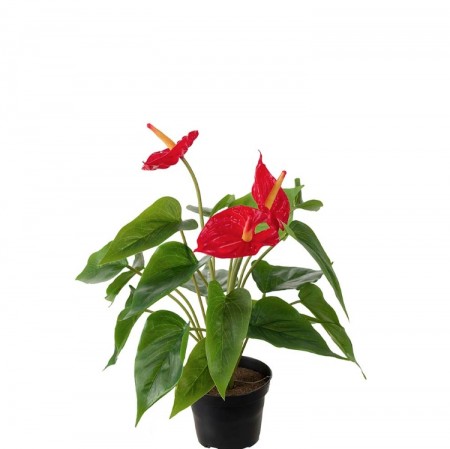 Mr Plant - Anthurium, 35cm