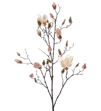 Mr Plant - Magnolia Rosa, 110cm