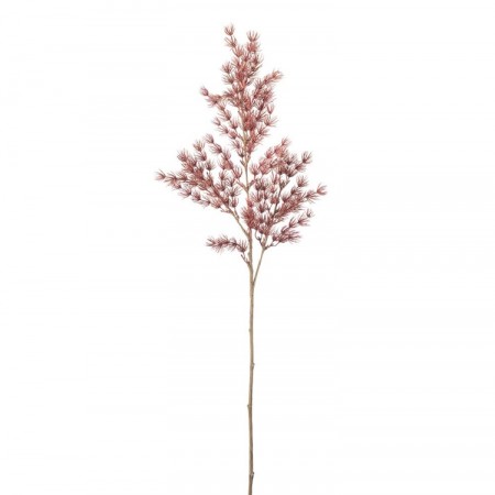 Mr Plant - Asparagus Rød, 75cm