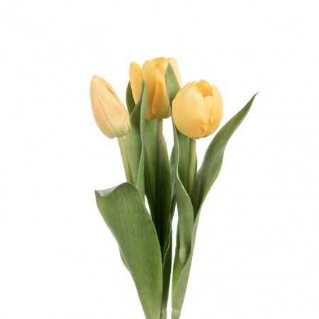 Mr Plant - Tulipan Gul, 36cm