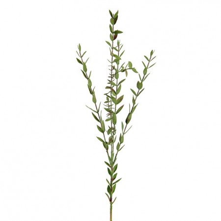 Mr Plant - Eucalyptus, 70cm
