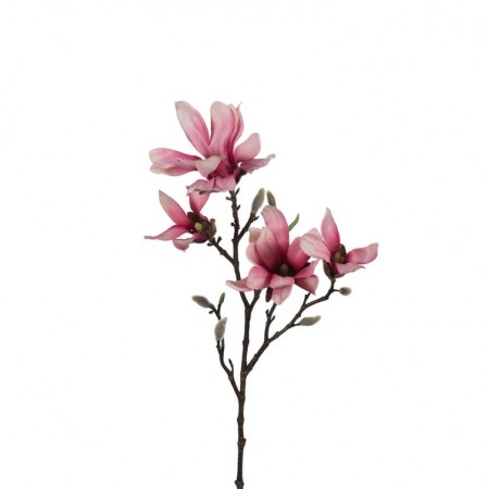 Mr Plant - Magnolia Rosa, 50cm