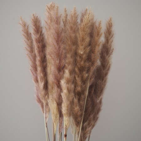 Floradekor - Tail Reed Mini, Natur