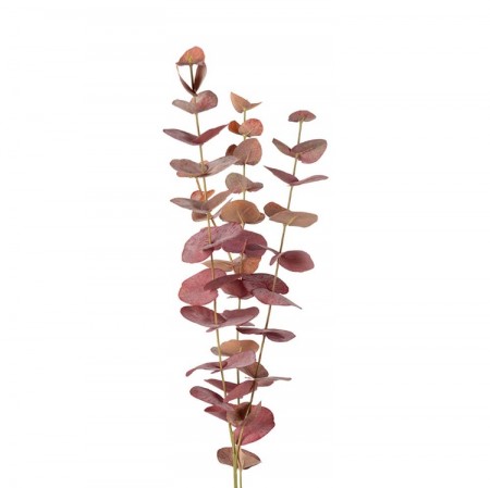 Mr Plant - Eucalyptus Burgunder, 60cm