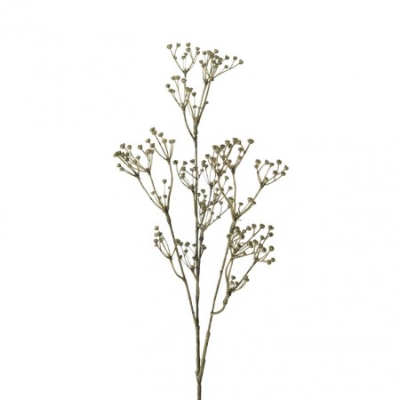 Mr Plant - Talinum, 65cm