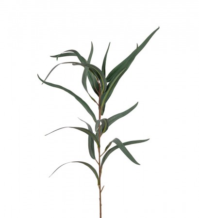 Mr Plant - Eucalyptusgress, 60cm