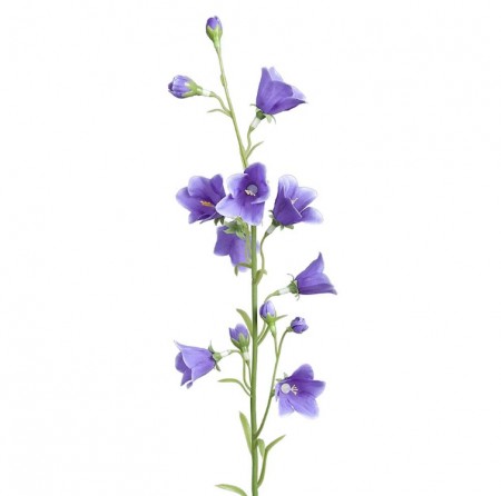 Mr Plant - Blåklokke Blå, 65cm