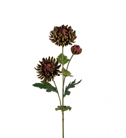Mr Plant - Chrysantemum Burgunder/Grønn, 60cm